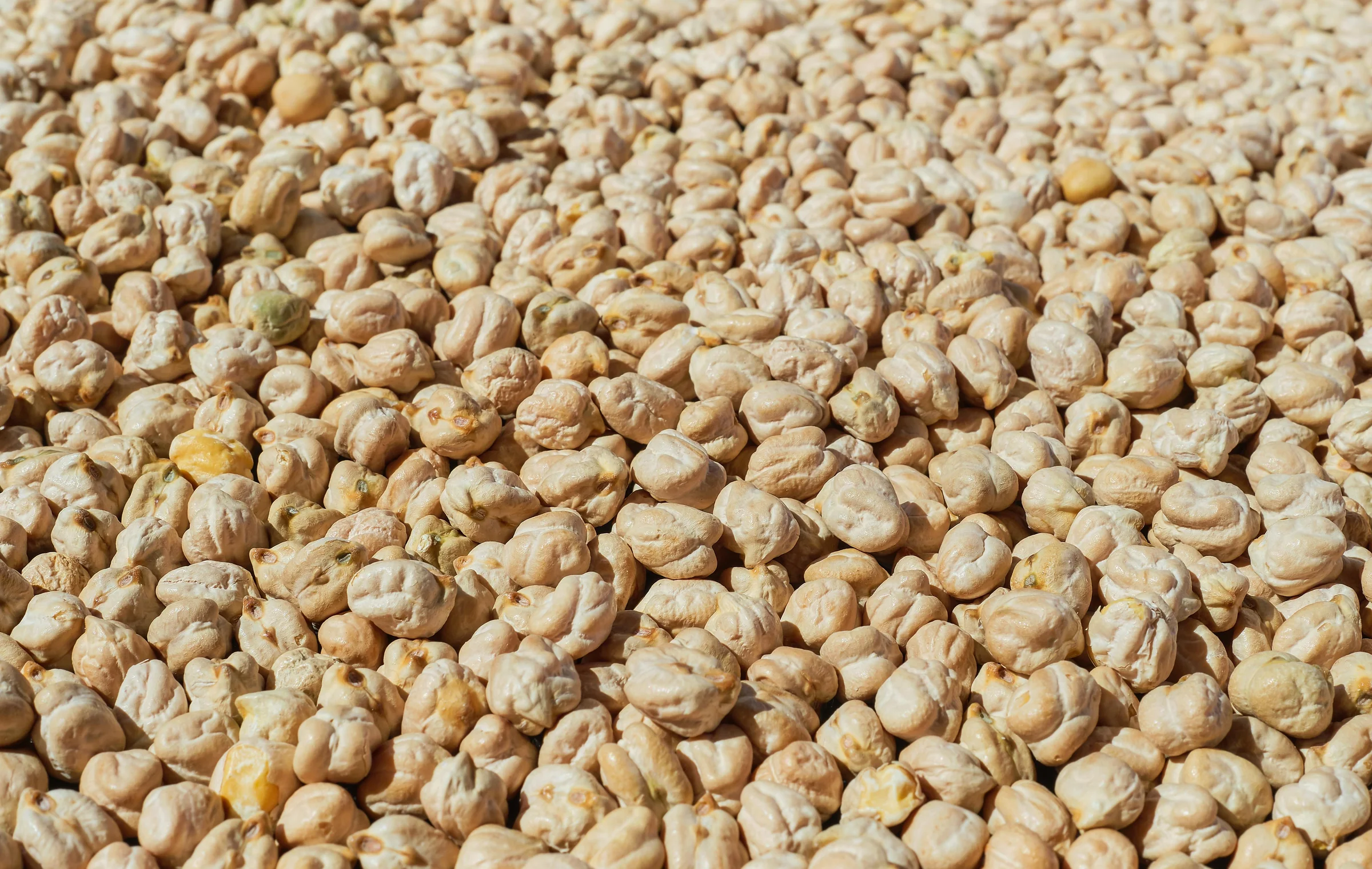 Close-up of dried chickpeas