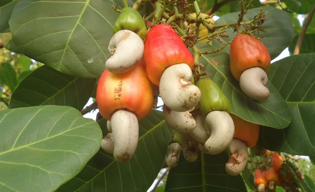 Cashew apples with raw cashew nuts attached, growing on a tree
